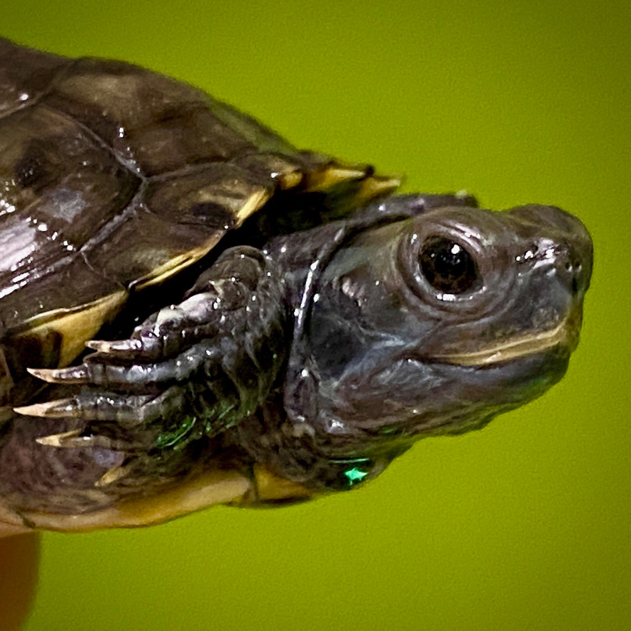 tankevækkende fjendtlighed krise Charcoal Red Eared Sliders For Sale | The Turtle Source
