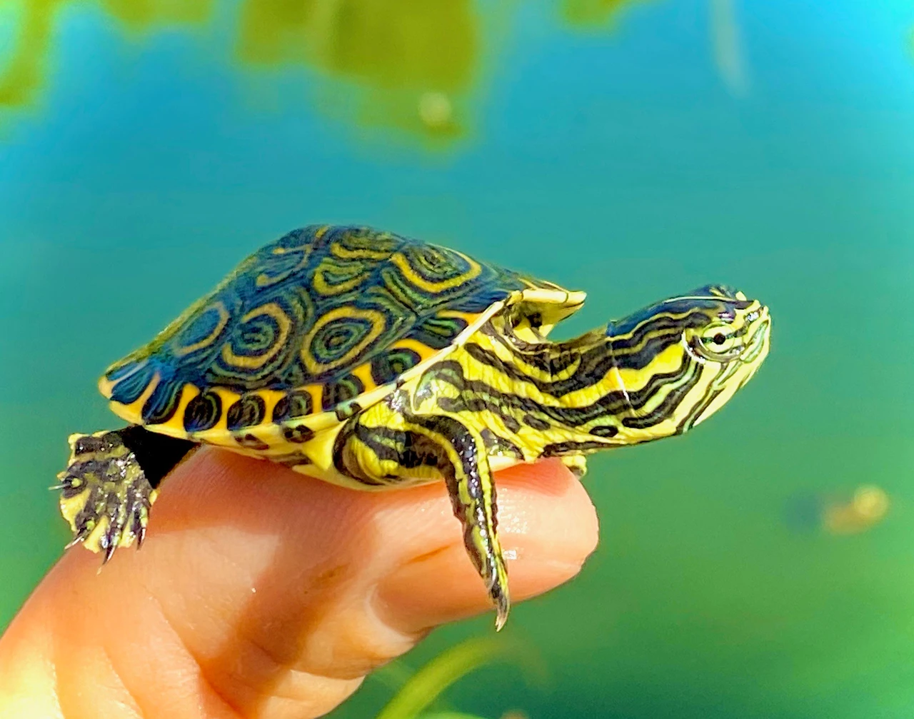 dwarf turtles baby pet turtles for sale