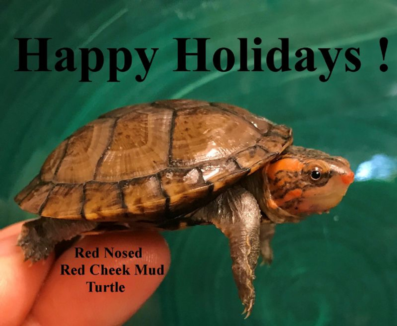 sympati Indtil klient Red Nosed Red Cheeked Mud Turtles for sale | The Turtle Source