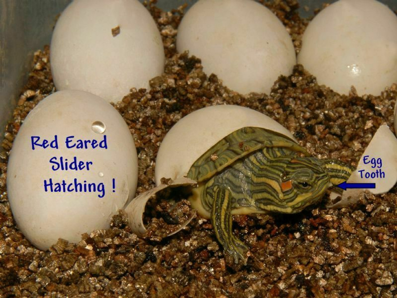 Red Eared Sliders sale | The Turtle