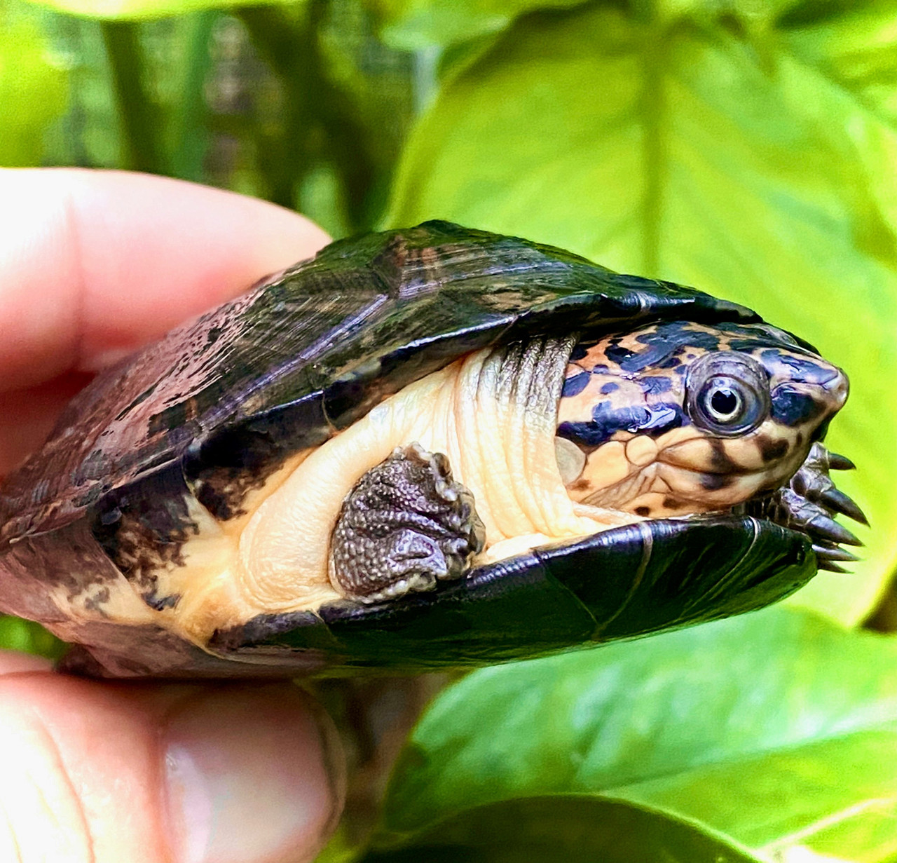 West African Black Forest Turtles for sale | Pelusios niger |The