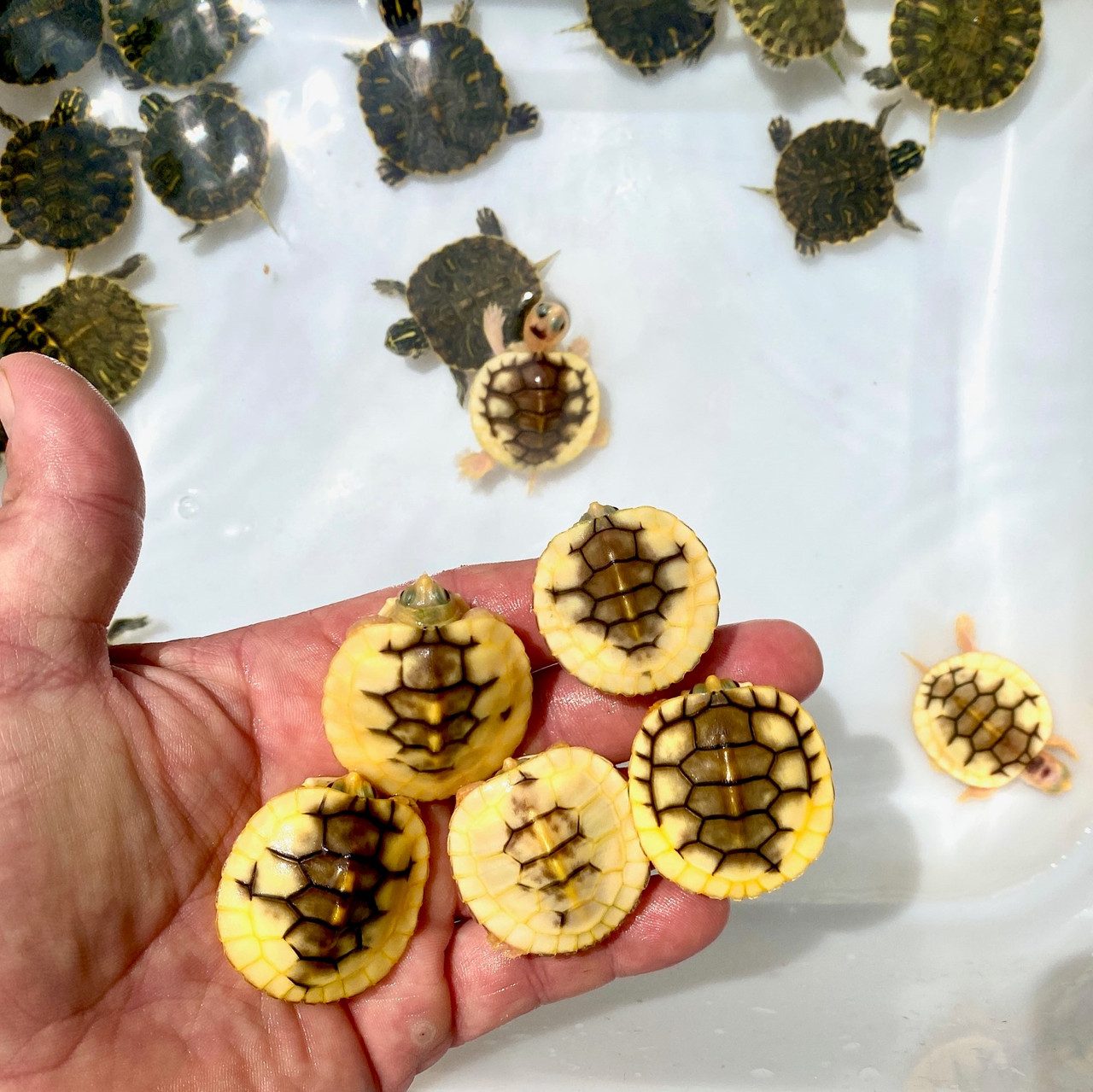 Caramel Albino Yellow Bellied Slider