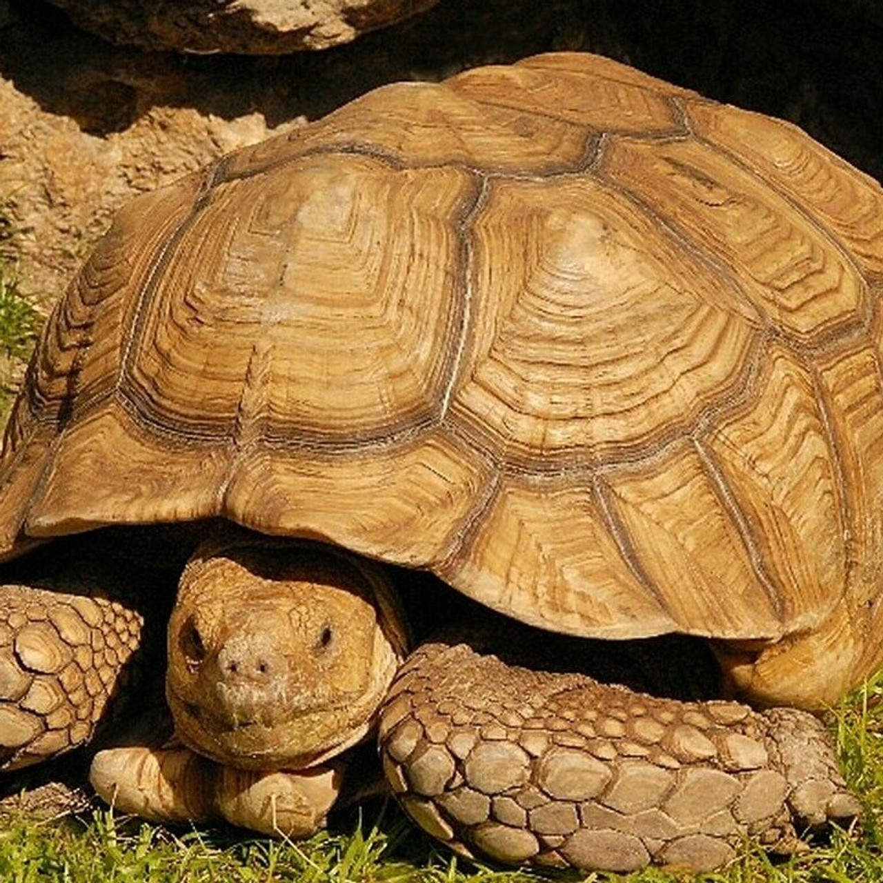 Adult Sulcata Tortoises For Sale The Turtle Source 