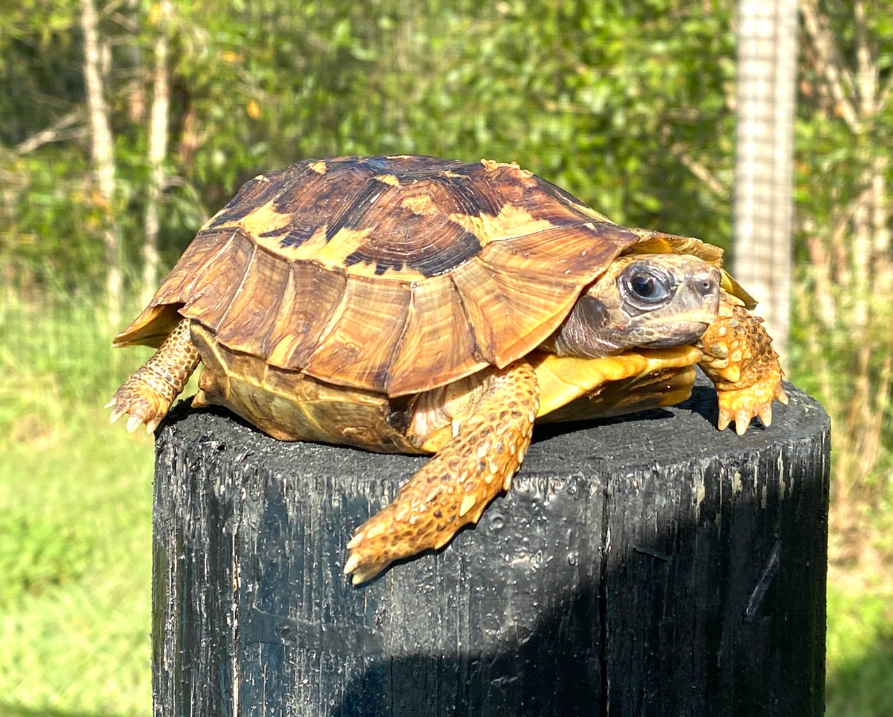 Home's Hinge Backed Tortoises Home's Hinge Backed Tortoises For Sale
