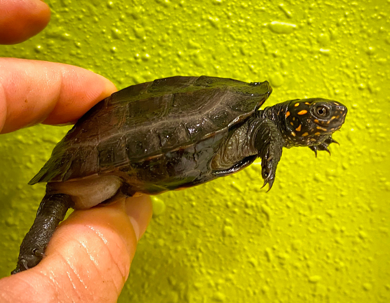 Sri Lankan Black Turtle ( Ceylon Pond Turtle)