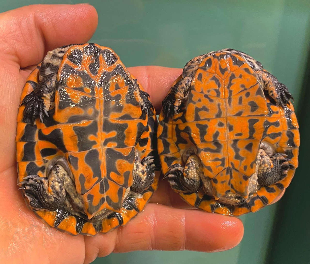 Geoffranus Side Necked Turtles for sale | The Turtle Source