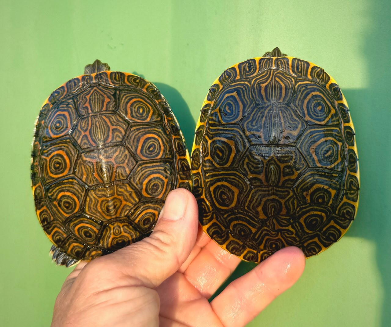 Guatemalan Sliders for sale | The Turtle Source
