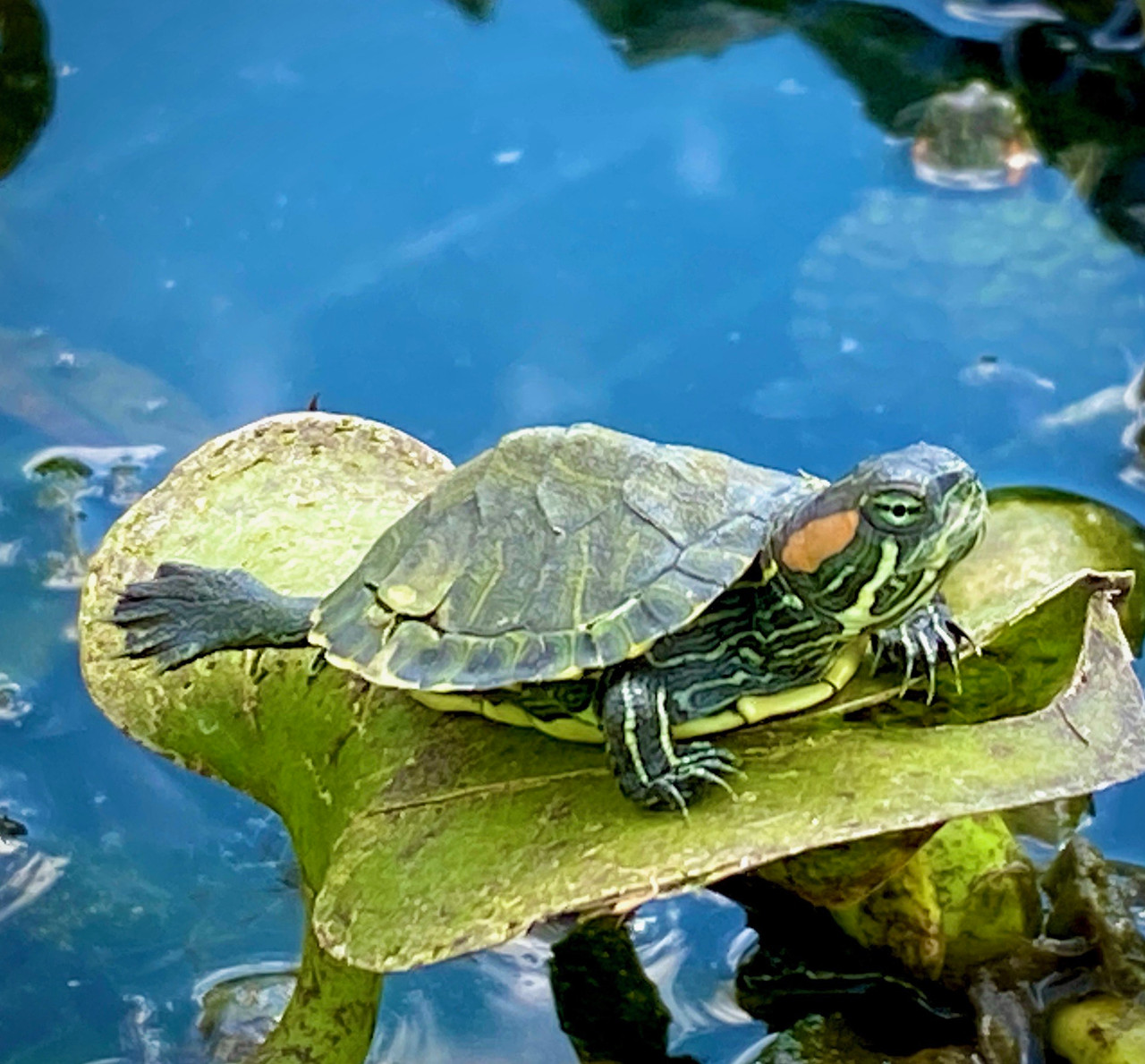 Red Eared Sliders for sale The Turtle Source - Main Image