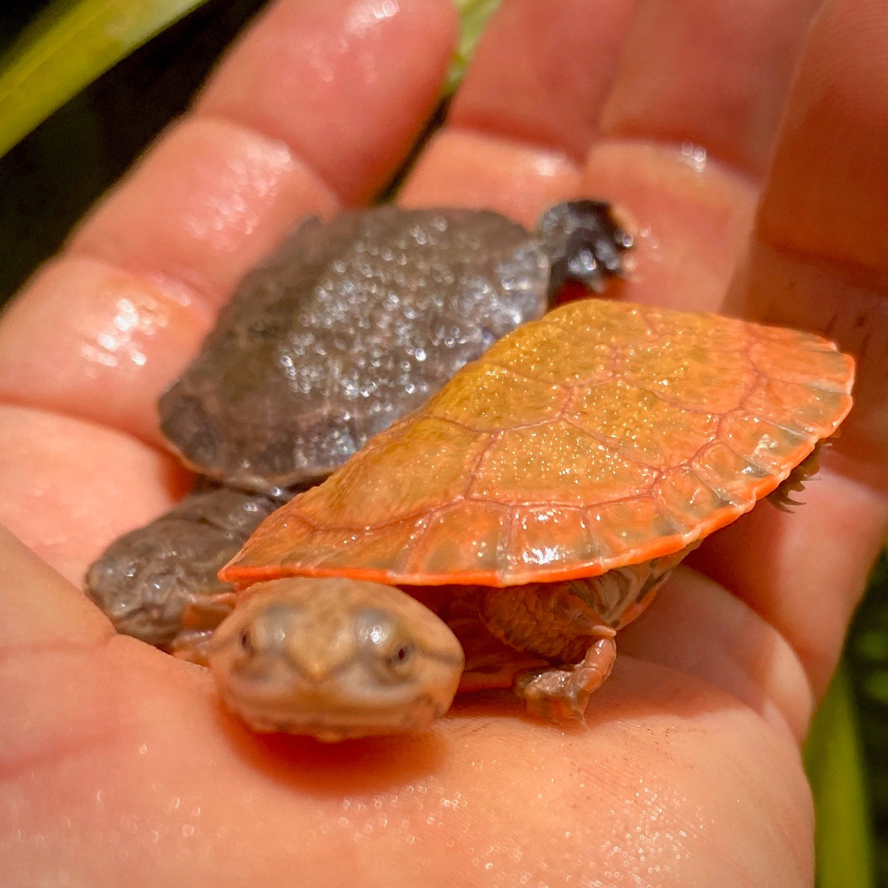 Geoffranus Side Necked Turtles for sale The Turtle Source