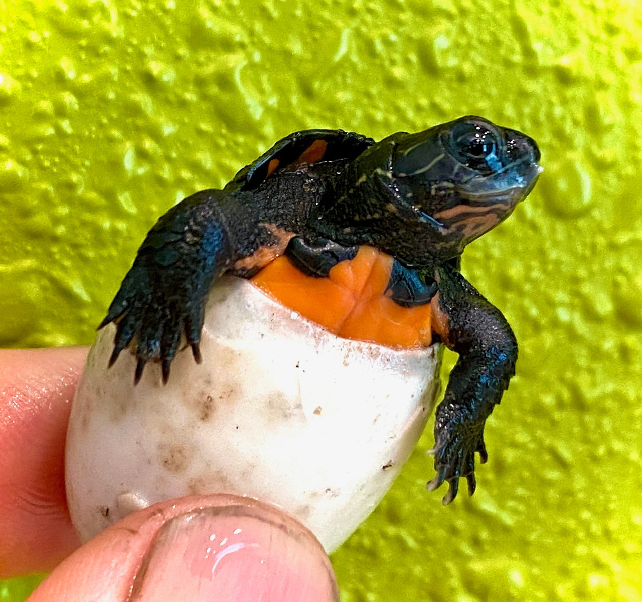 Kwangtung River Turtles for sale | The Turtle Source