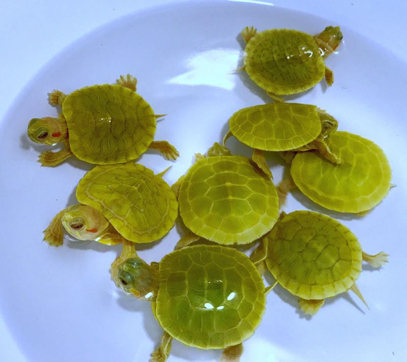 Lime Green Albino Red Eared Sliders For Sale | The Turtle Source