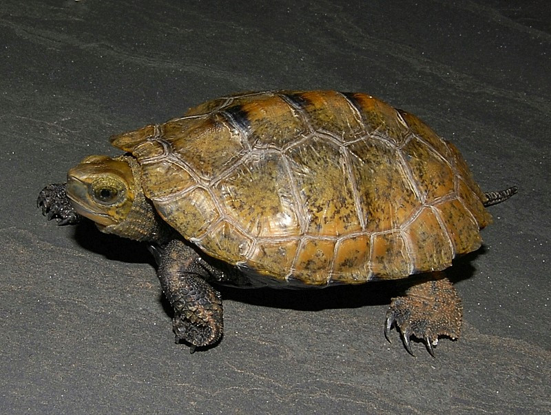 Japanese Wood Turtles for sale The Turtle Source