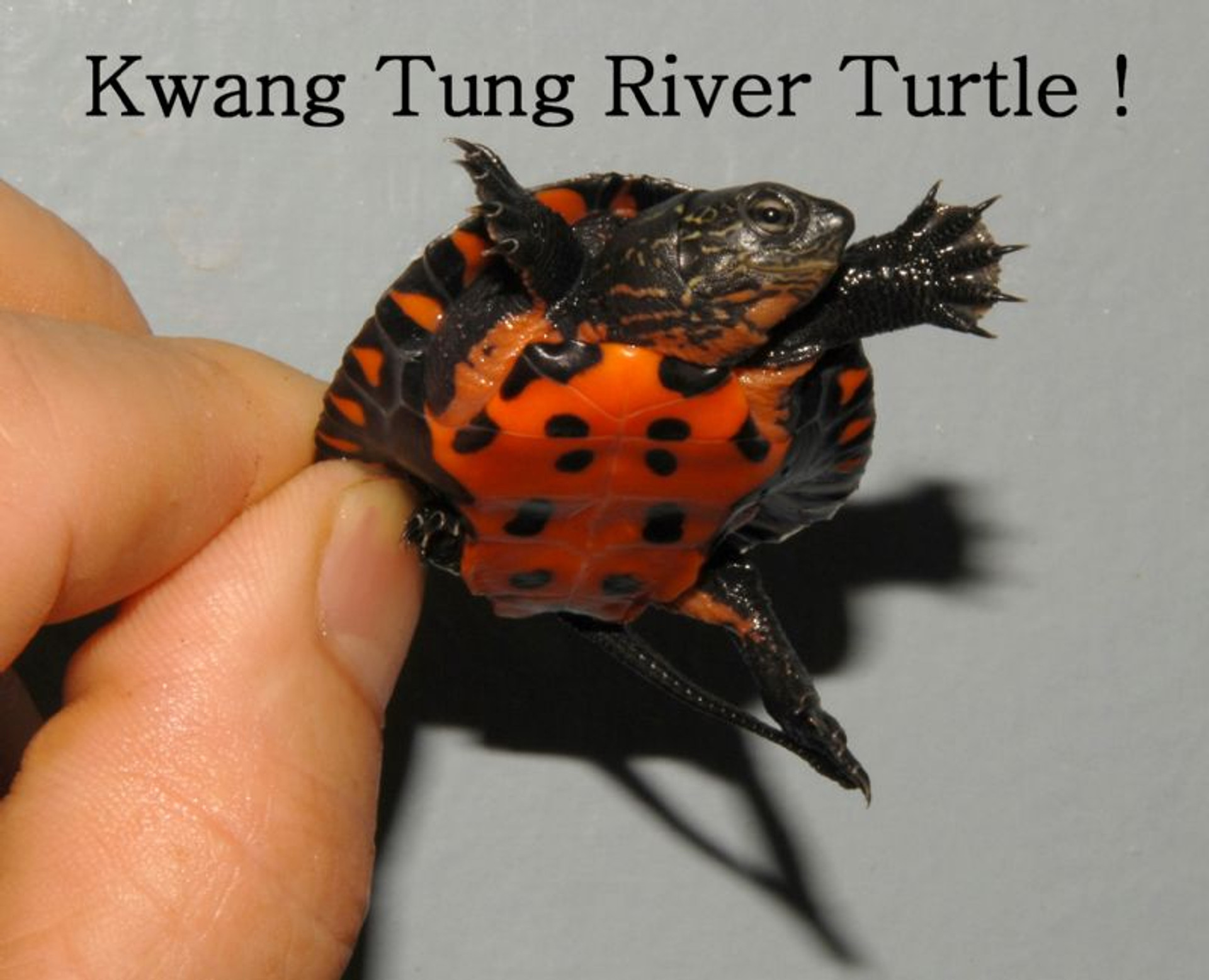 Kwangtung River Turtles for sale The Turtle Source