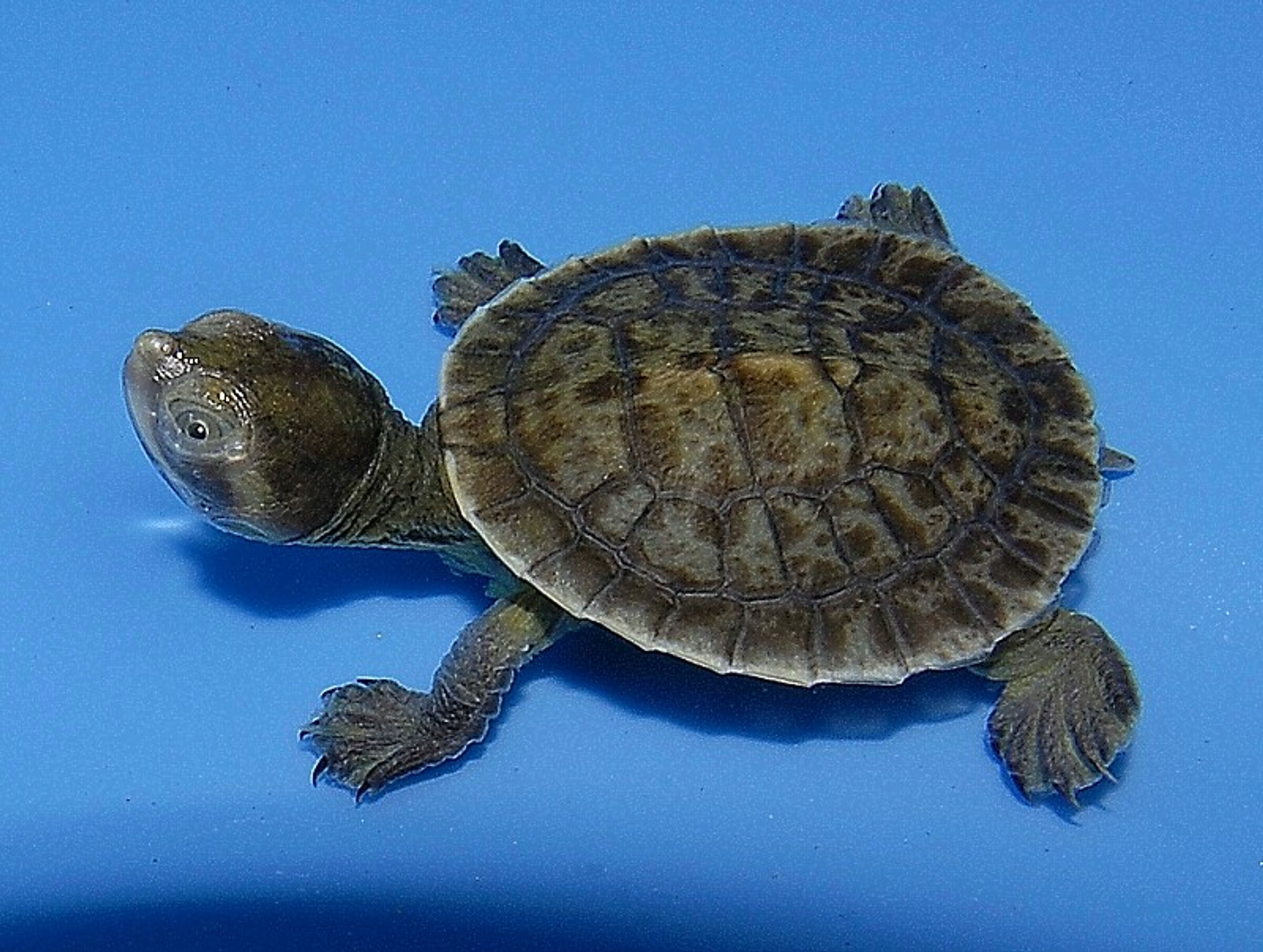 Macleay River Turtles for sale The Turtle Source