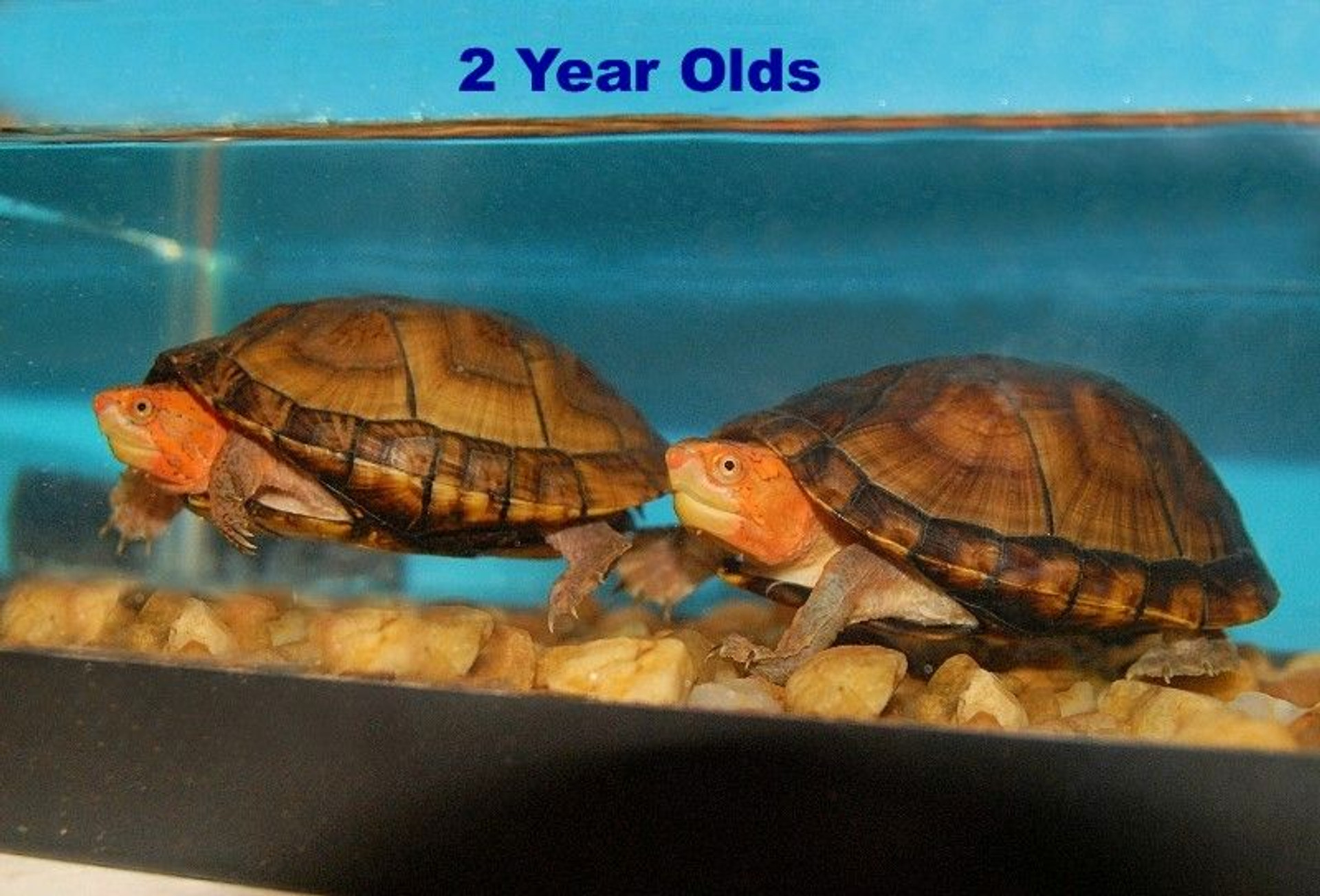 Red Cheeked Mud Turtles for sale The Turtle Source