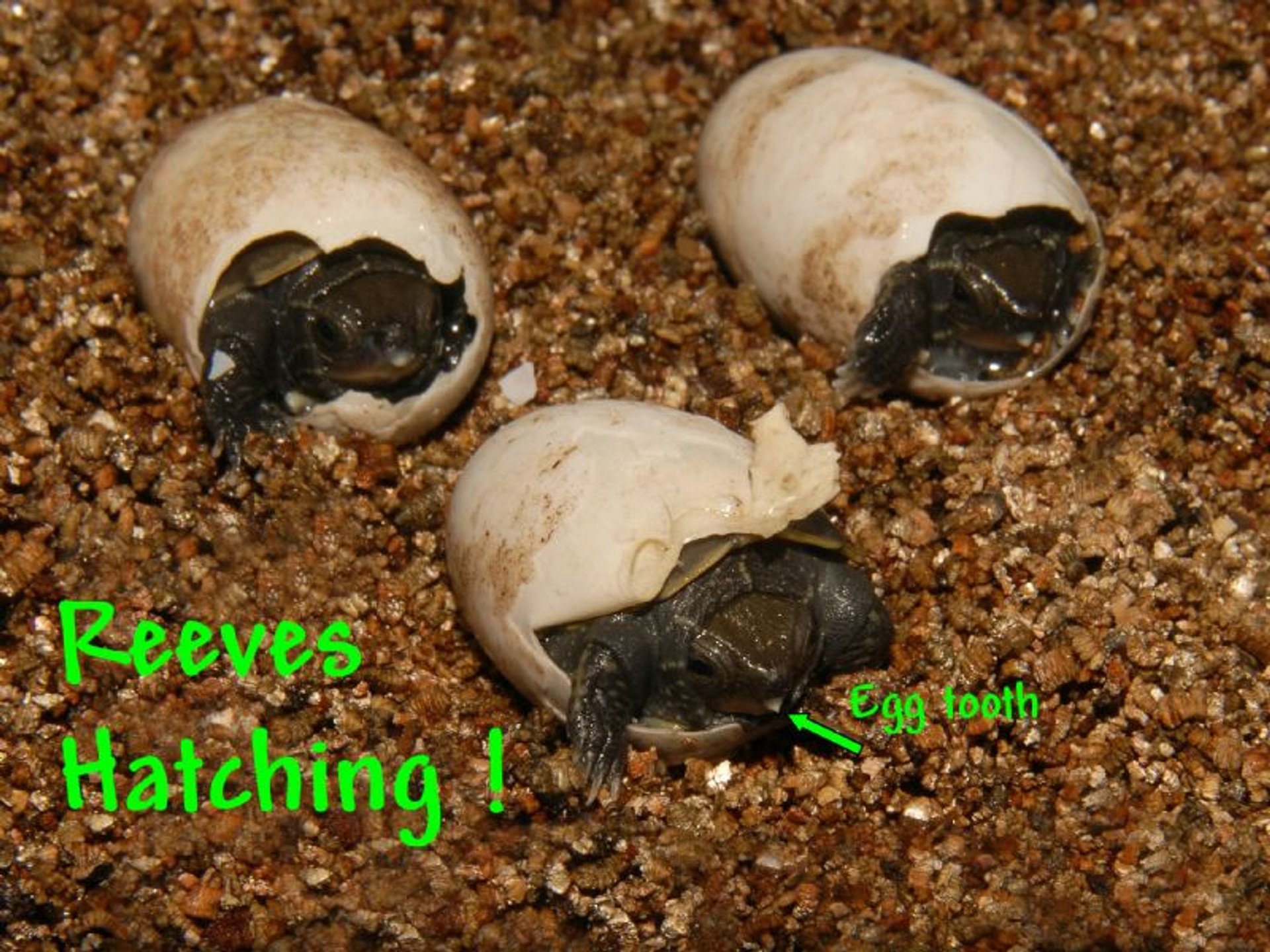 Reeves Turtles for sale The Turtle Source