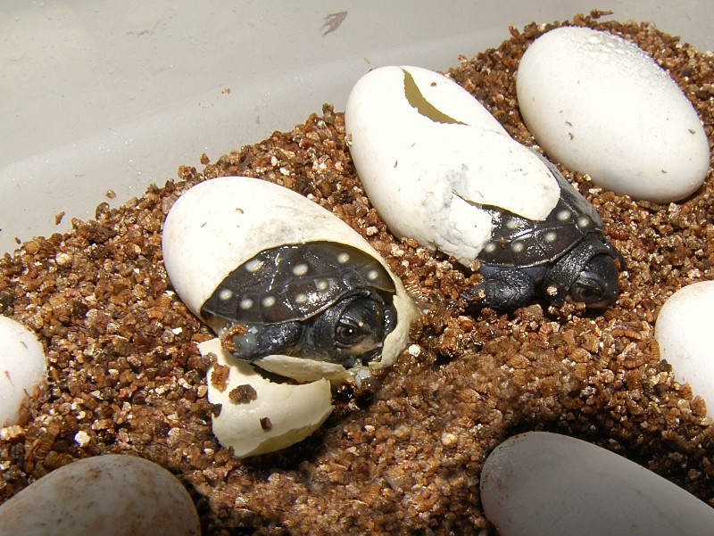 Spotted Turtles for sale | The Turtle Source
