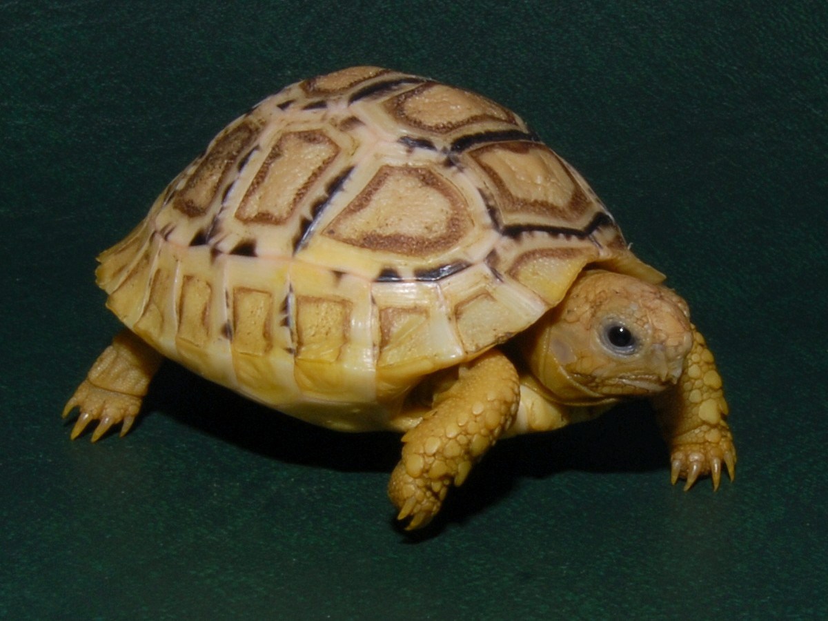 High White Leopard Tortoises High White Leopard Tortoises For Sale
