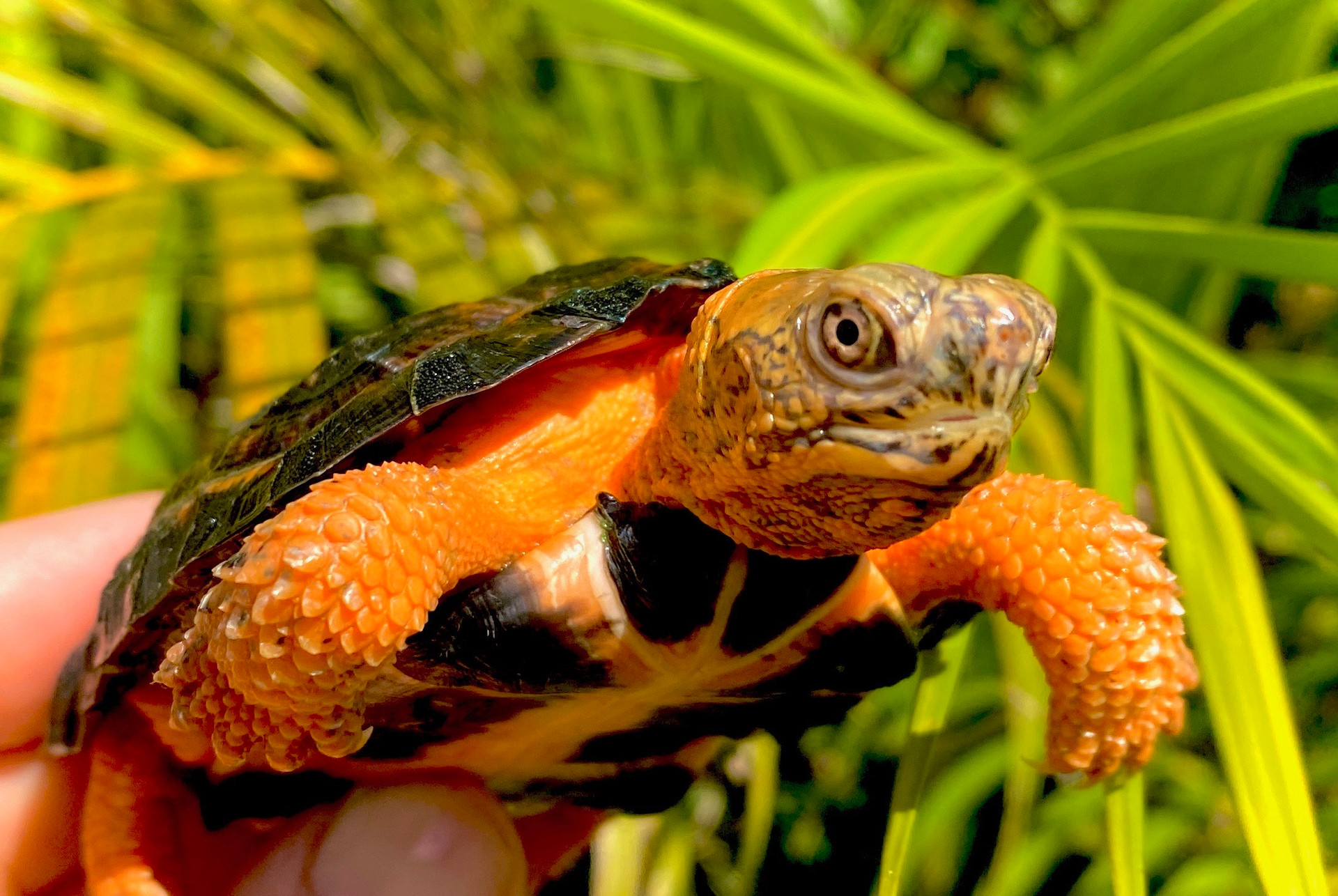 Box and Wood Turtles for Sale 7Day Guarantee The Turtle Source