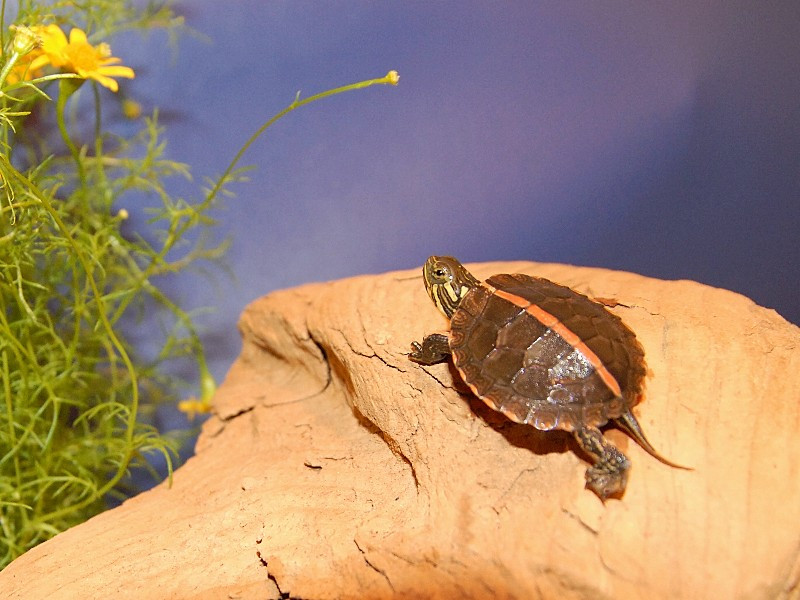 Southern Painted Turtles for sale The Turtle Source
