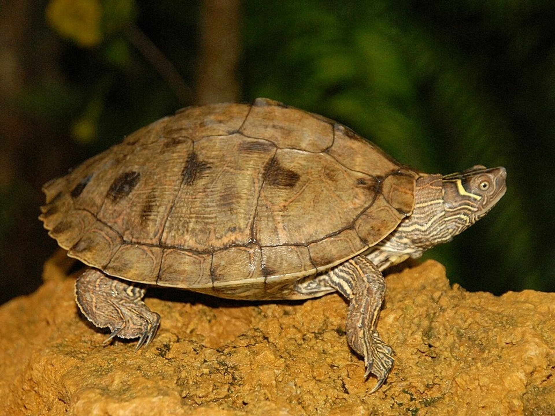 Mississippi Map Turtles For Sale The Turtle Source   AdultMississippiMAPtop  16339.16136865341  21936.1628105760 