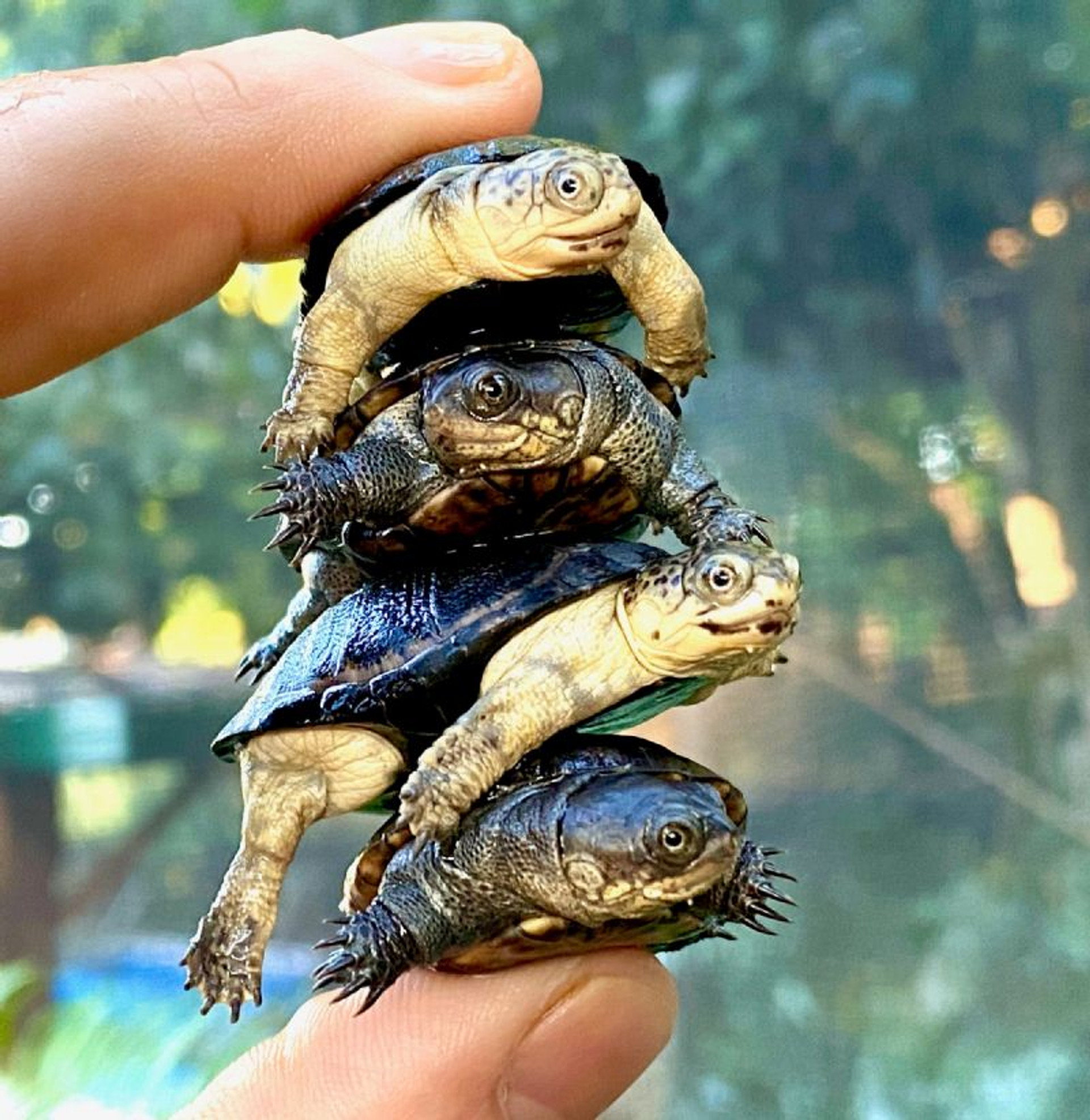 African Dwarf Mud Turtles for sale The Turtle Source