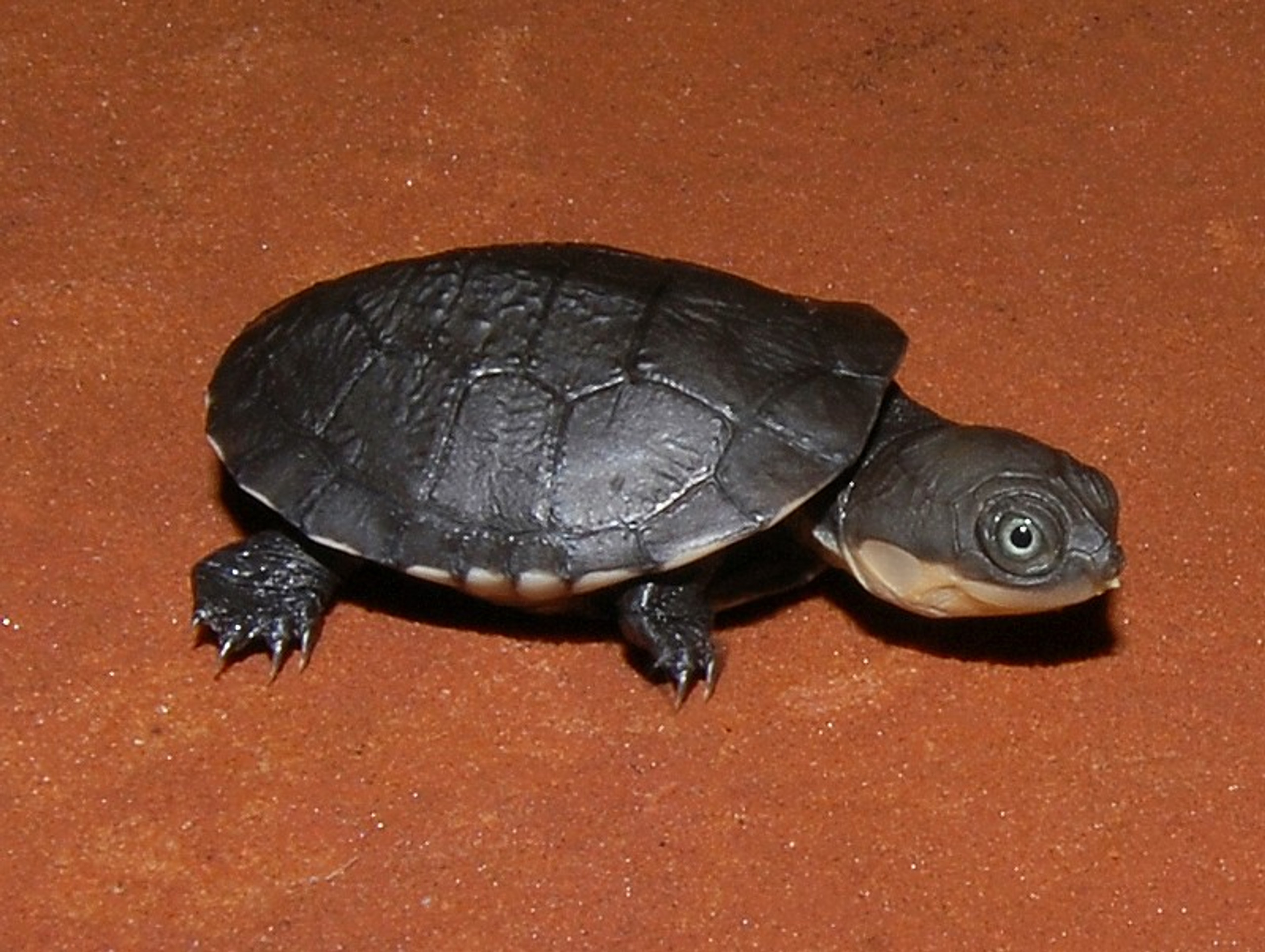 African Helmeted Turtles for sale The Turtle Source