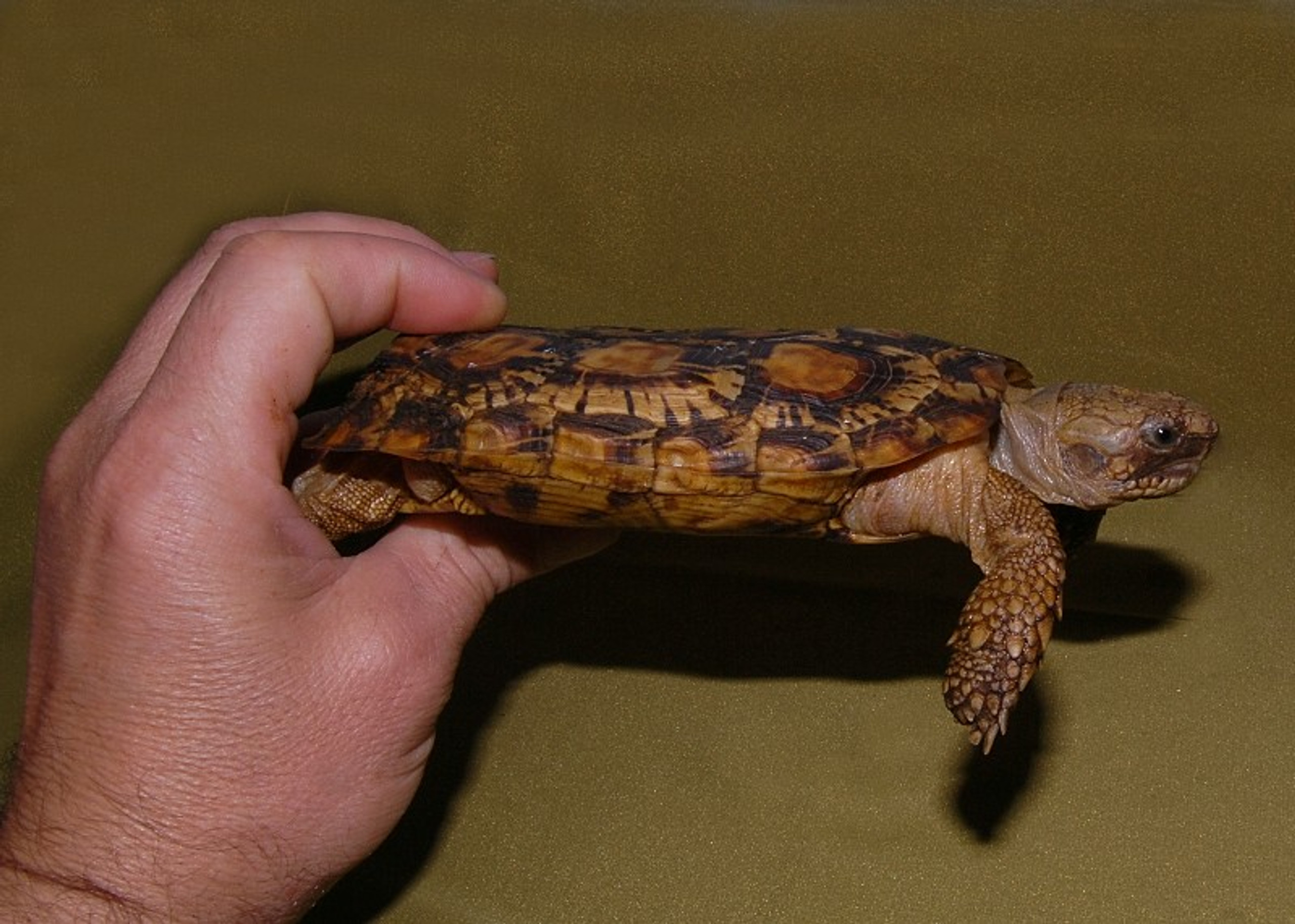 African Pancake Tortoises for sale The Turtle Source