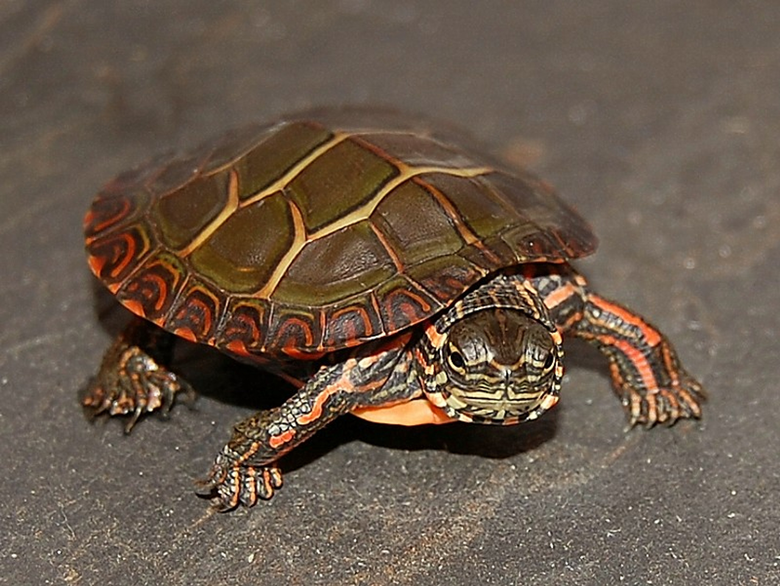 Eastern Painted Turtles For Sale The Turtle Source   2007dec17007  29029.1627598387 