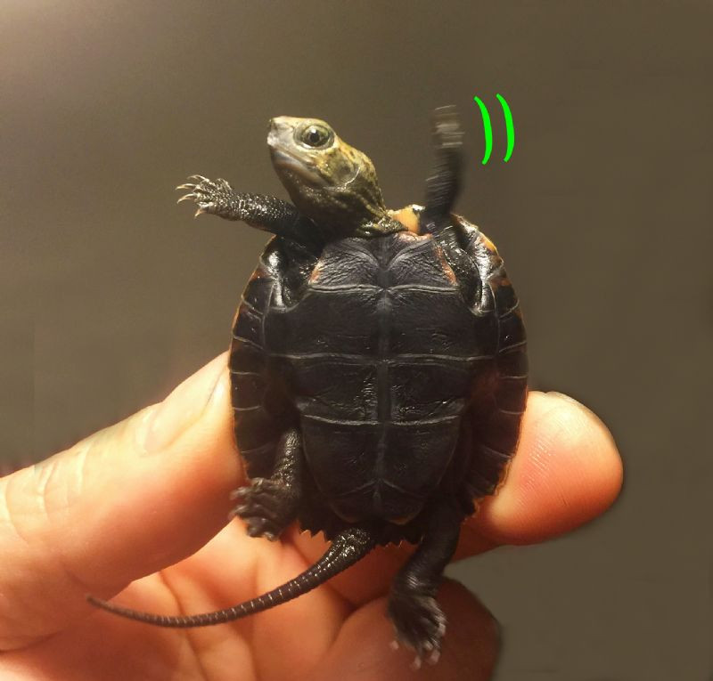 Japanese Wood Turtles for sale The Turtle Source