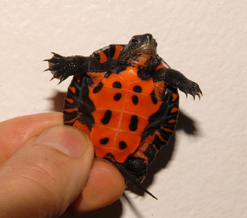 Kwangtung River Turtles for sale | The Turtle Source