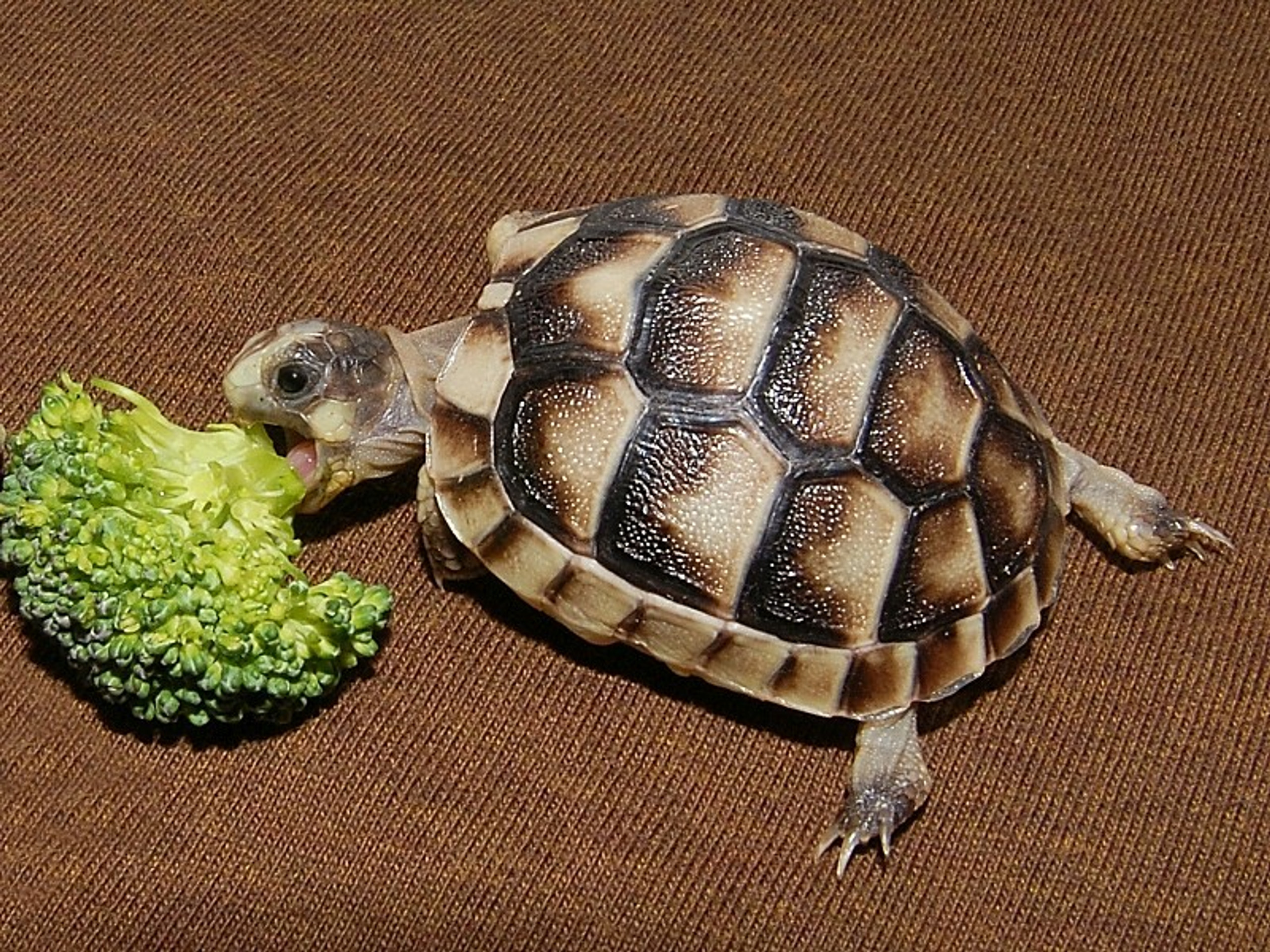 Leopard Tortoises for sale | The Turtle Source