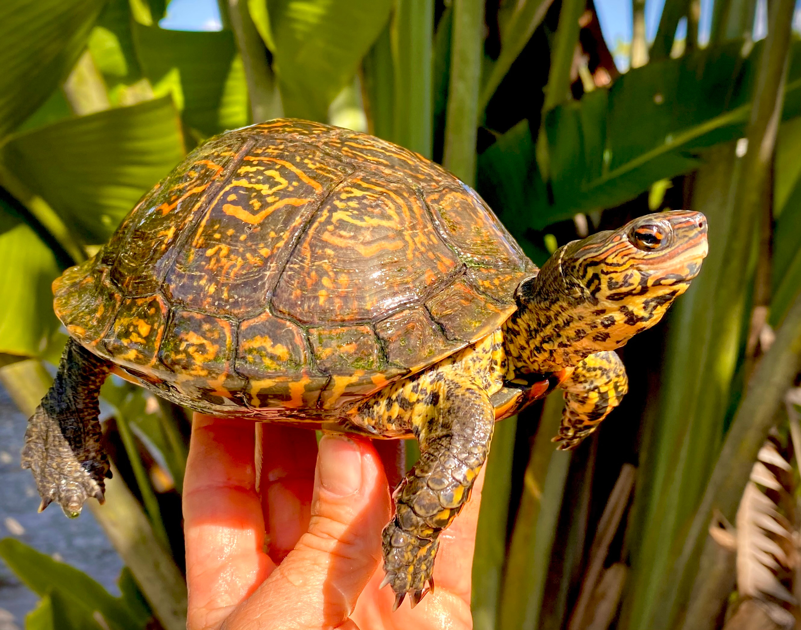 Painted Wood Turtles for sale The Turtle Source