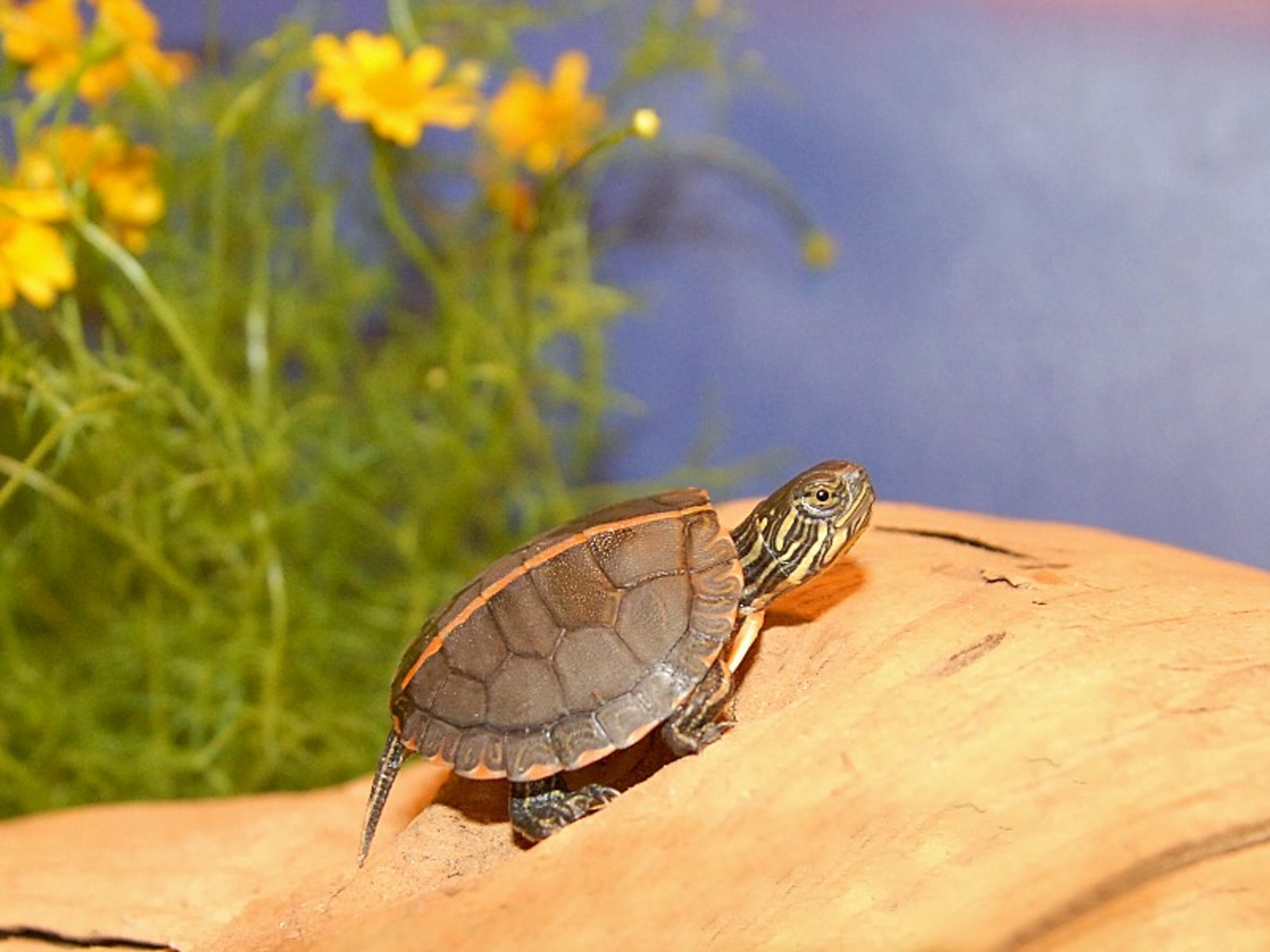 Southern Painted Turtles for sale | The Turtle Source