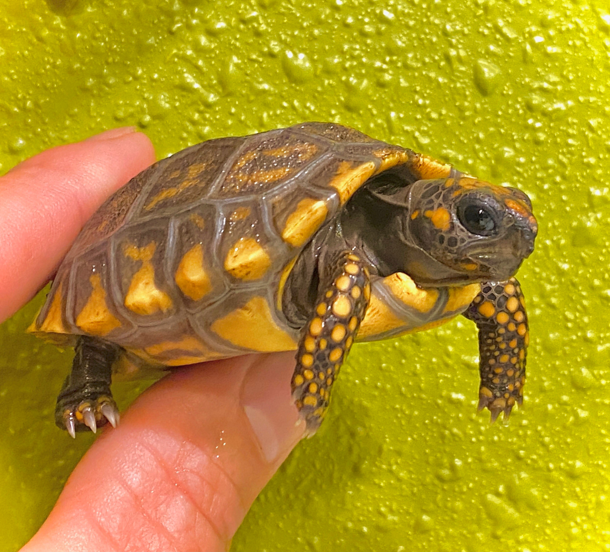 Yellow Footed Tortoises for sale The Turtle Source