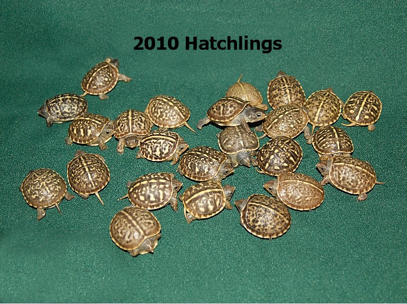 Ornate Box Turtles for sale The Turtle Source