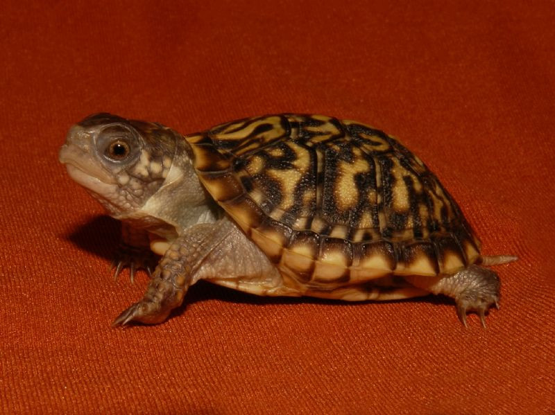 Desert Box Turtles for sale The Turtle Source