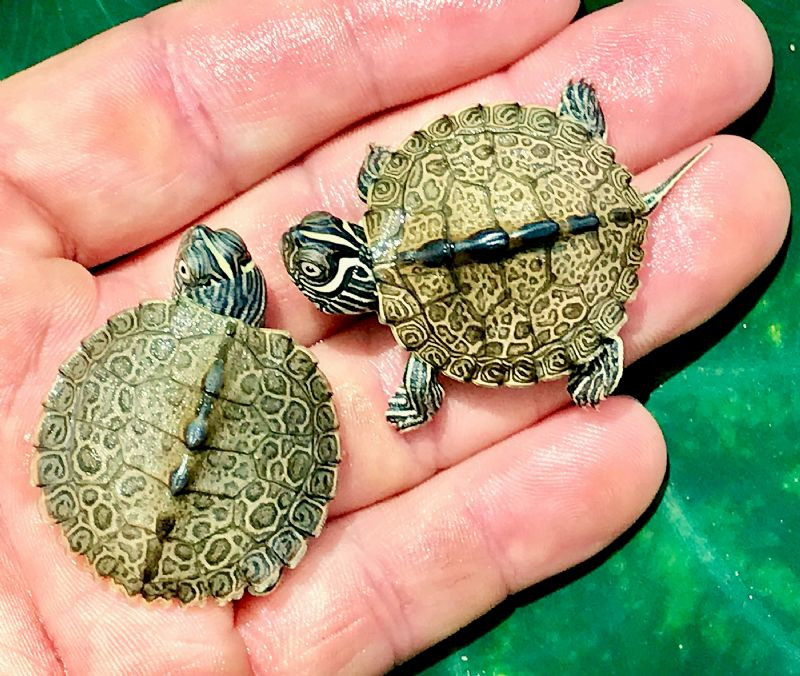 Turtles for Sale | 7-Day Guarantee | The Turtle Source