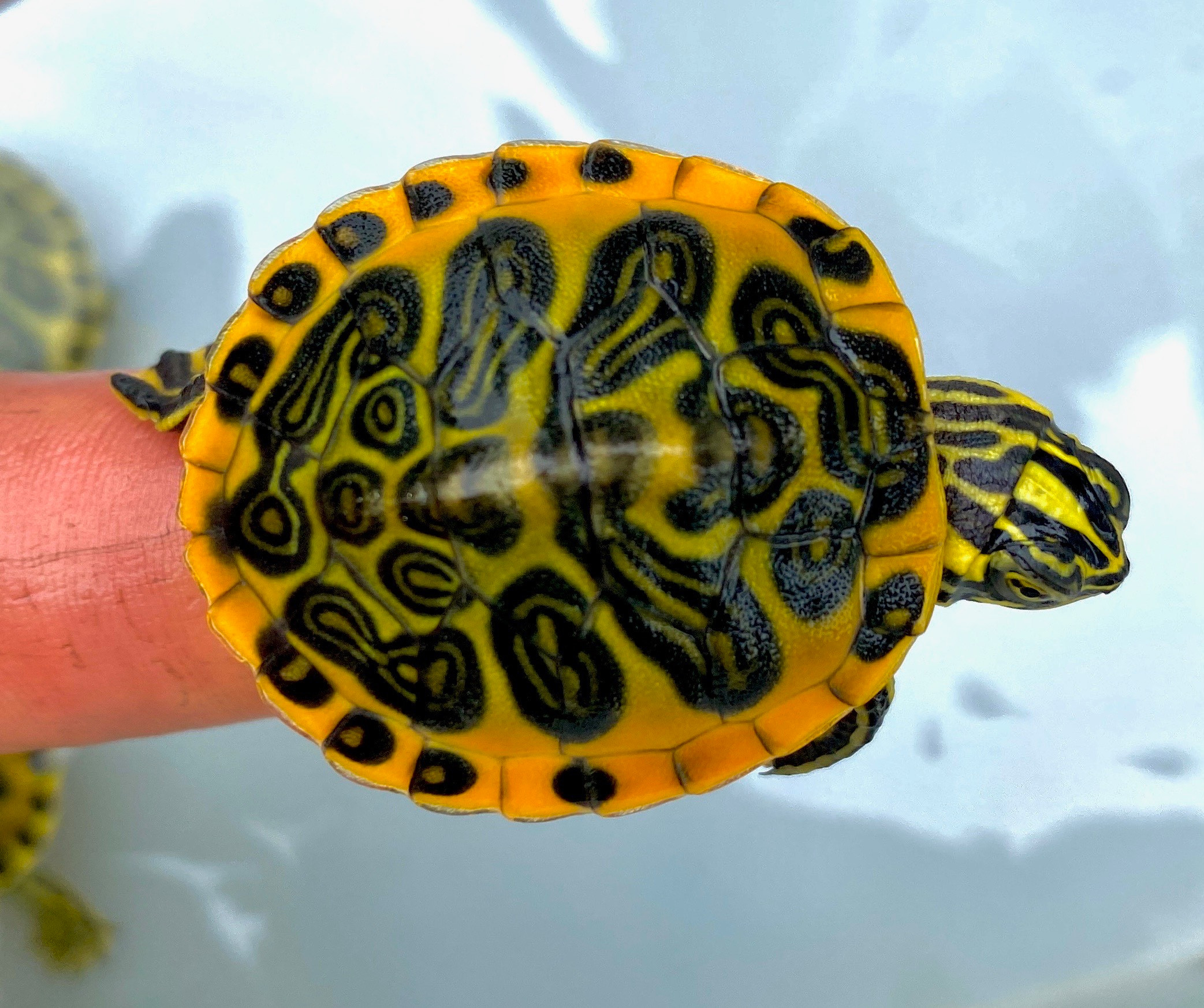 Chinese Golden Thread Turtles for sale | The Turtle Source