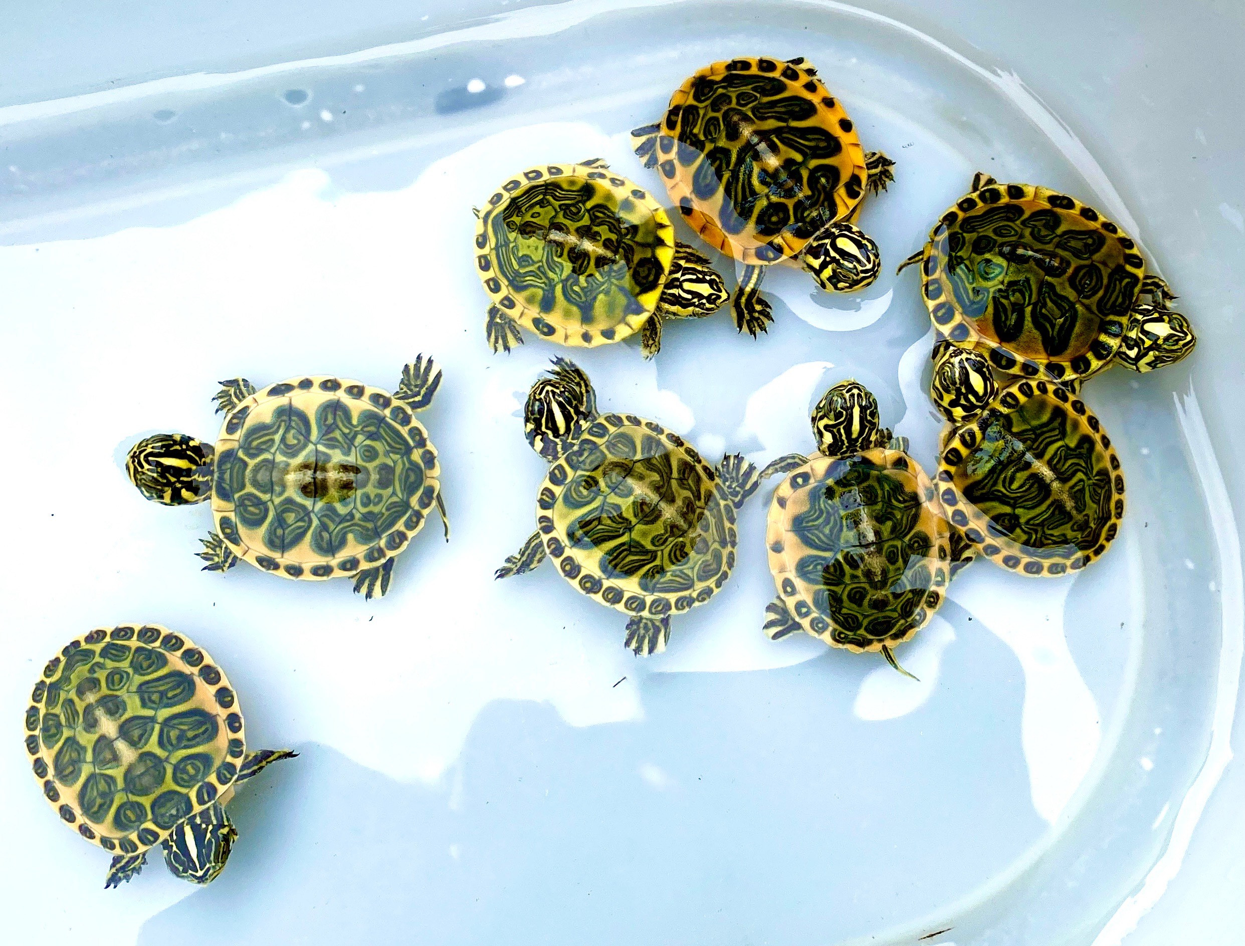 Golden Flame Florida Red Bellies | The Turtle Source