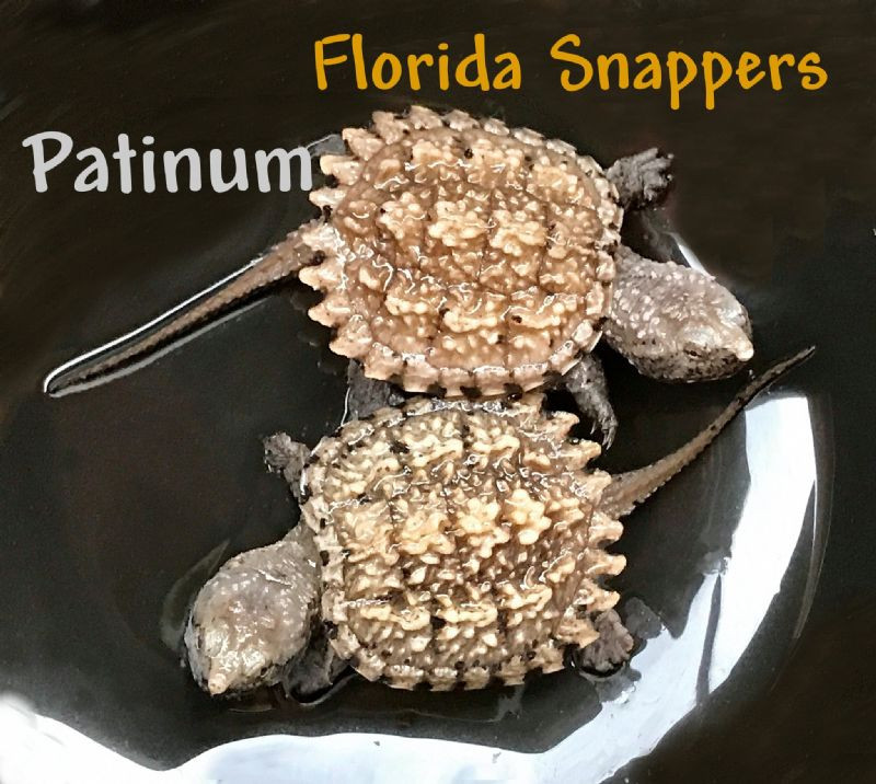 Platinum Florida Snapping Turtles for sale The Turtle Source