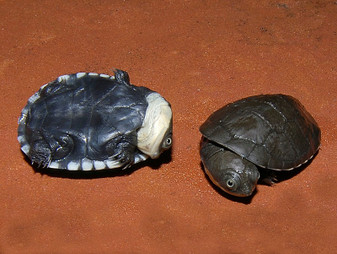 African Helmeted Turtles for sale