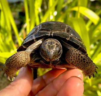 Aldabra Tortoises for sale at The Turtle Source.