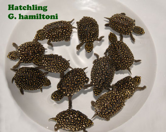 Black Spotted Pond Turtles for sale at The Turtle Source.