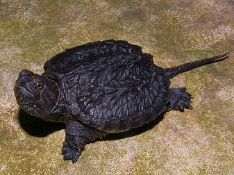 Common Snapping Turtles for sale