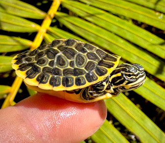 Beautiful Chicken turtle for sale at The Turtle Source.