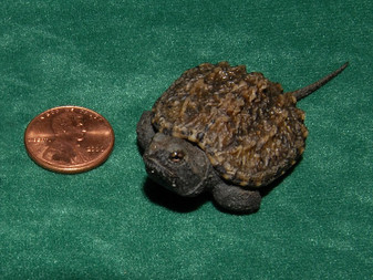 Florida Snapping Turtles for sale