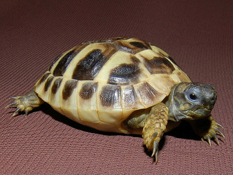 Hermann's Tortoises for sale at The Turtle Source.