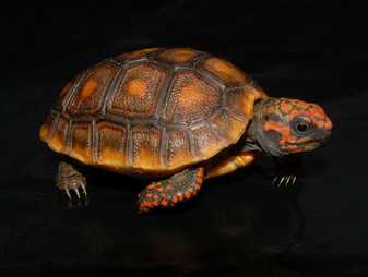 High Color Red Footed Tortoises for sale