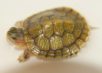 Hypo Translucent Albino Red Eared Sliders for sale
